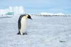 Antarctica-Weddell Sea-Snow Hill. Emperor penguins adult with colony in distance. Art Print